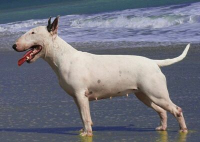 Photo English Bull terrier